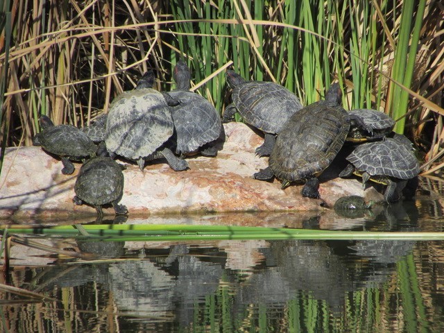 Turtles on rocks at Wetlands Park