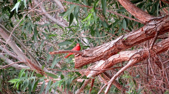 Red Bird in a tree at Wetlands Park
