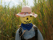 Scarecrow in Maze