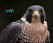 Peregrine Falcon with WP logo