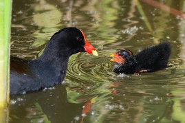 Adult and baby common gallinule