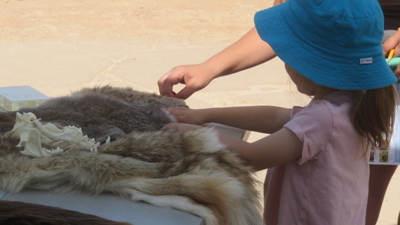 Kid feeling mammal pelts during Bioblitz at Wetlands