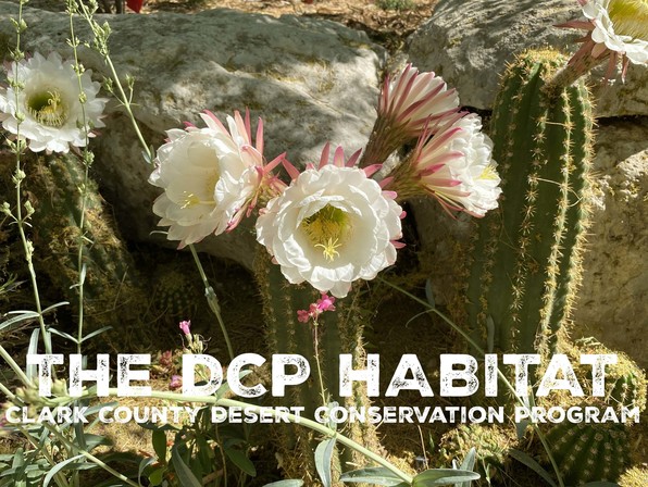 DCP_Title Graphic Ver3
