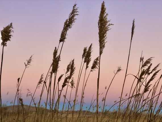 Wetlands Sunset by Nina Angrisani