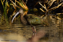 White-faced ibis at Wetlands Park