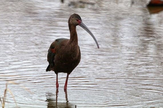 White-faced Ibis at Wetlands
