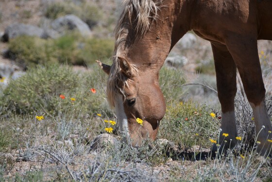 wildflower horse