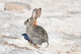 Desert Cottontail by Philip M.