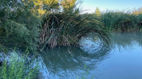 Cattails in the pond