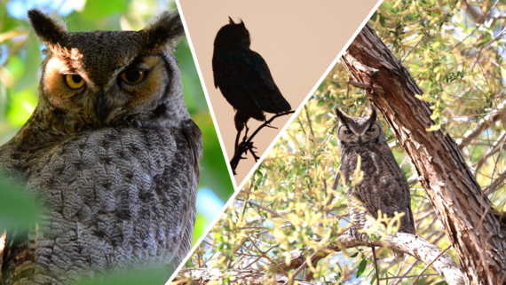 collage of great horned owl images