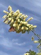 Nature Tales Butterflies