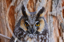 Long-eared owl by Philip Martini