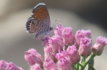 butterfly on marsh fleabane