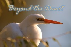 Beyond the Desert photography cover art by Philip Martini