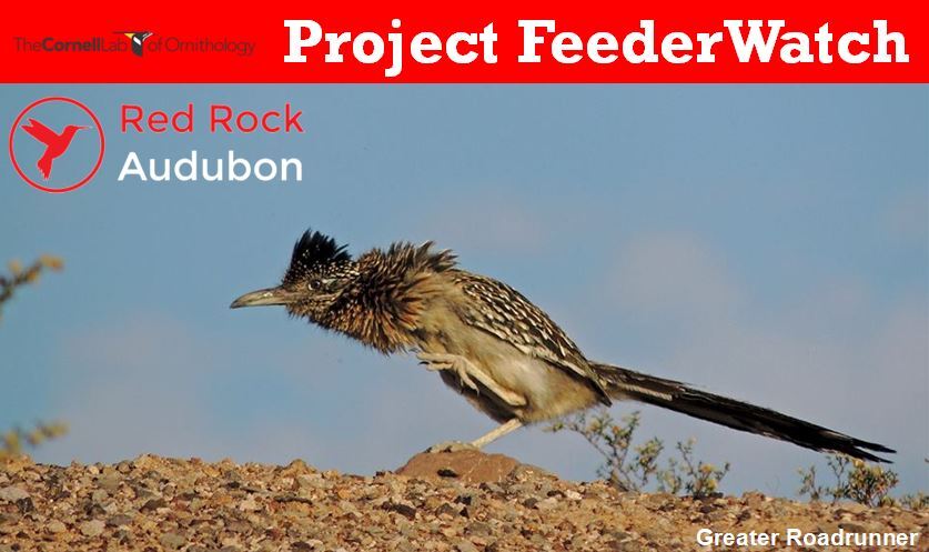 Greater Roadrunner Feederwatch