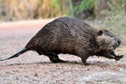 Beaver walk beaver walkin by philip martini