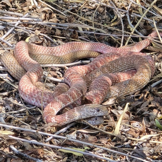 two red racer snakes found mating at wetlands park