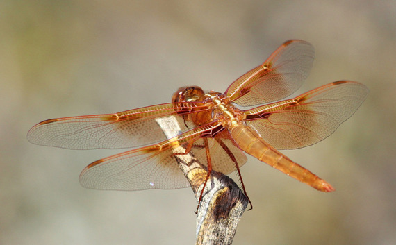 flame skimmer dragonfly by tom benson