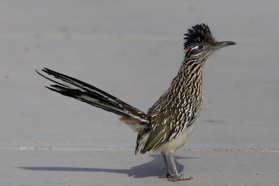 greater roadrunner at wetlands park