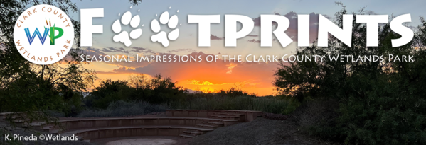 amphitheater against a sunset at wetlands park