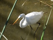 Java Jaunt SG Great Egret 29