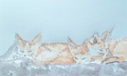 Adult Watercolor Kit Fox Painting by Amy Monson