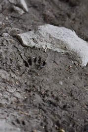 Wetlands Explorers Raccoon Tracks 06152018 KJ (6)