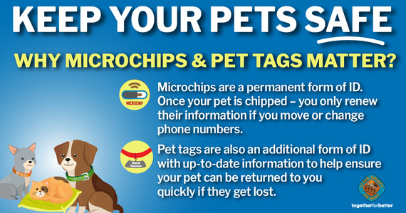 pet tags