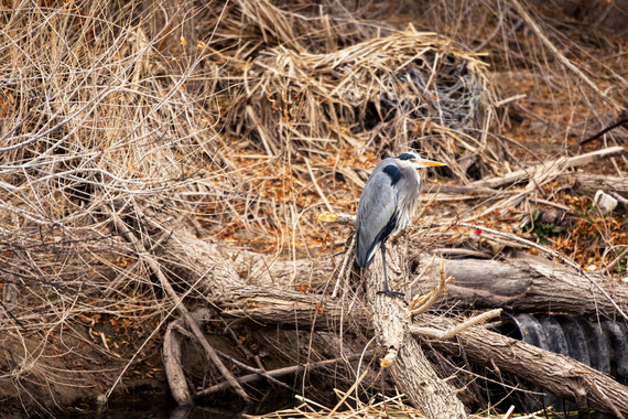 Great Blue Heron standing on fallen tree limb at Clark County Wetlands Park