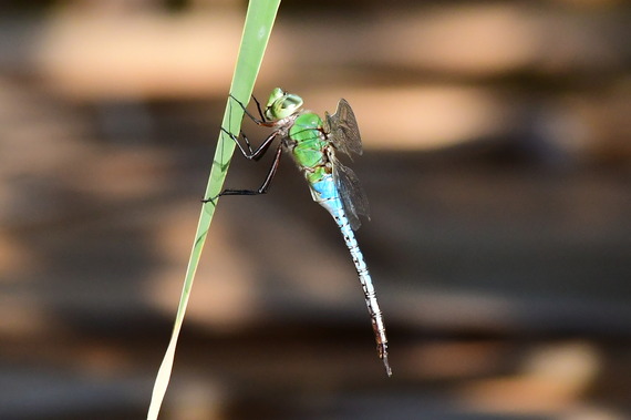 Green Darner Dragonfly resting on cattail leaf by wetlands park volunteer Philip Martini