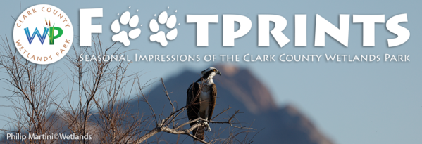 Side view of Osprey with mountain in the background at the Wetlands Park. 
