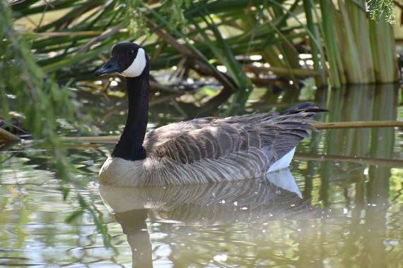Canadian goose swimming in the water.