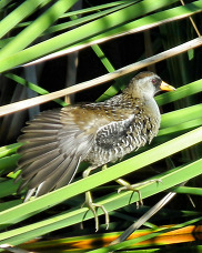Sora sitting on a reed in the Wetlands