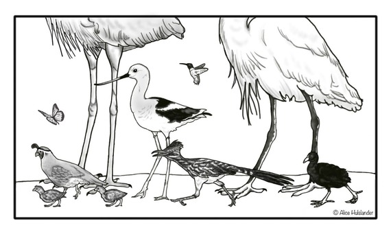 Sketch of animal legs walking