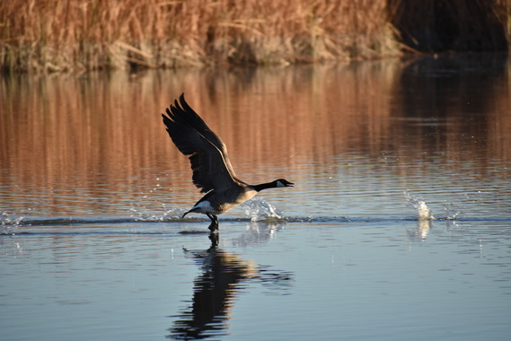 Canada goose taking off in the water.