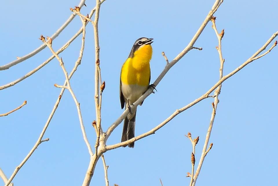 yellow breasted chat