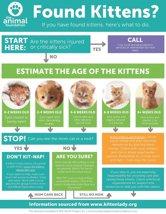 kittens