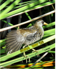 Sora perched on reeds at Wetlands
