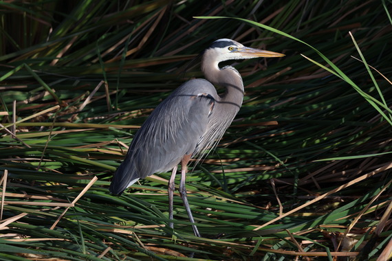 Blue Heron by Philip Martini