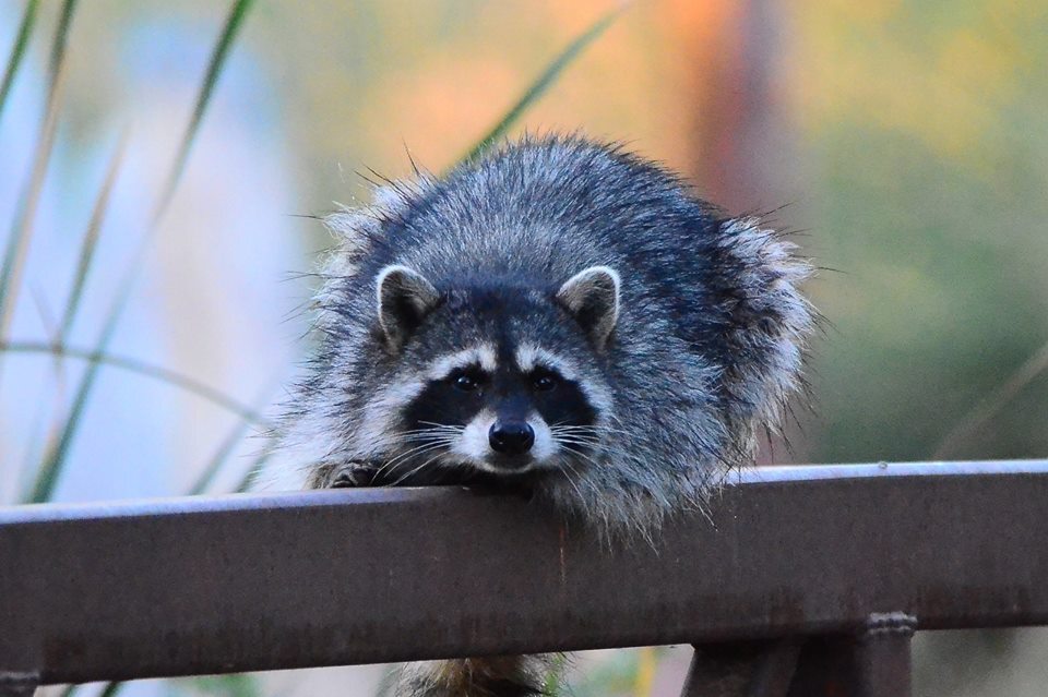 Racoon by Philip Martini