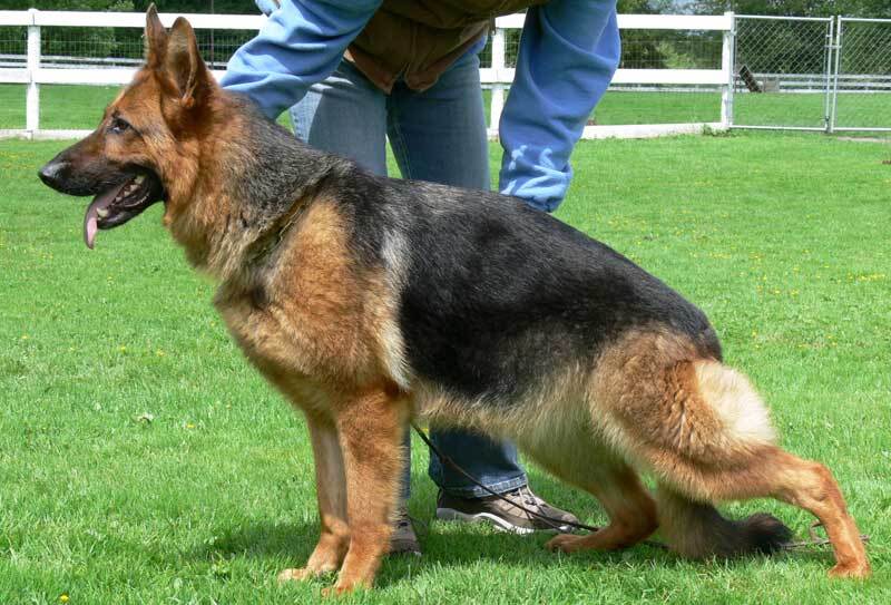 Heltsleys' champion dog Wim