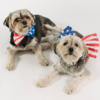 Microchipping dogs