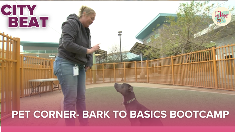 The Animal Foundation Bark to Basics Training Program