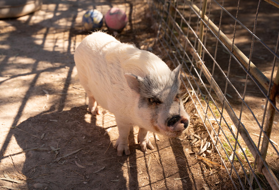 Gilcrease Nature Sanctuary pig