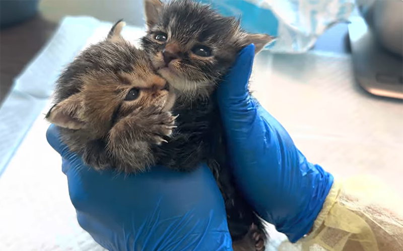Tiny kittens to foster
