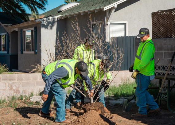 Free Tree Program