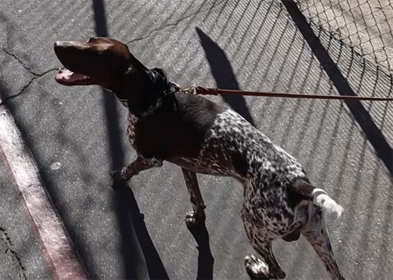 K-9 Rudy