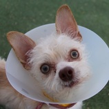 Pet of the Week 1