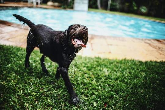 summer pool dog