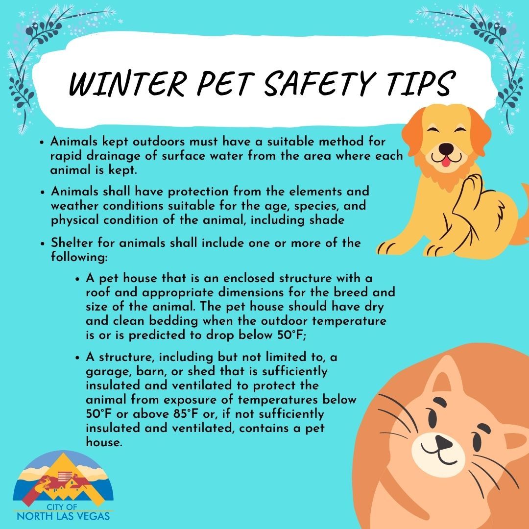winter pet safety